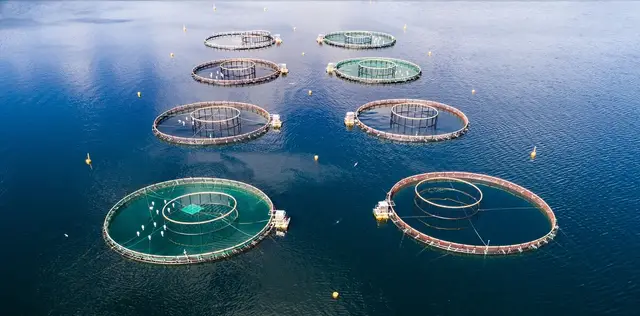 Turning Waste into Wins: BSF Larvae for African Catfish