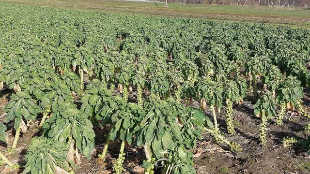 Brussels sprout plants in a field after cold weather