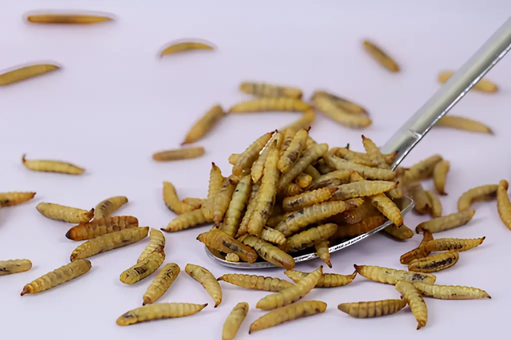 Dried black soldier fly larvae as an insect feed ingredient where mineral profile and substrate design influence product value