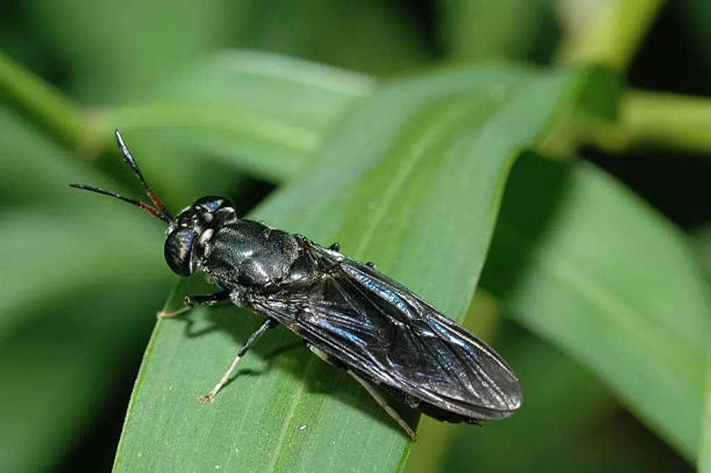 History and Global Spread of Black Soldier Flies
