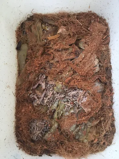 Black soldier fly larvae feeding on organic scraps