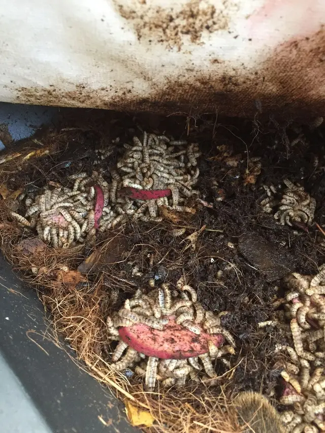 Black soldier fly larvae feeding on yam