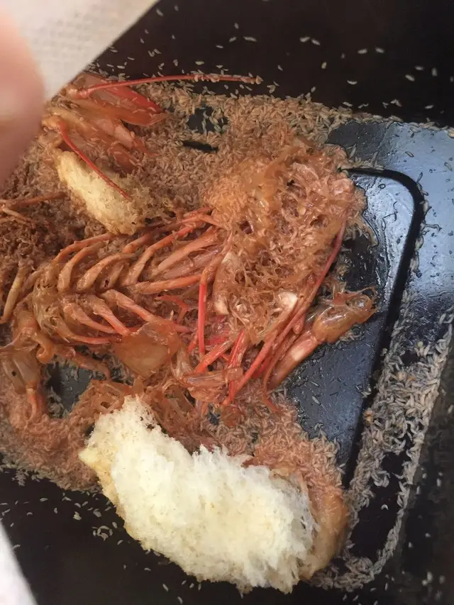 Black soldier fly larvae feeding on shrimp processing waste