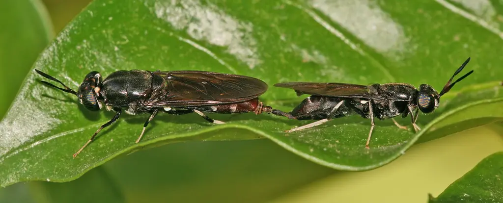 Nutritional Profile of Black Soldier Fly Larvae