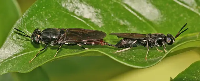 Nutritional Profile of Black Soldier Fly Larvae