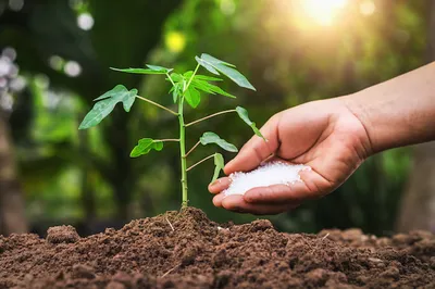 How Black Soldier Fly Frass Improves Soil Quality