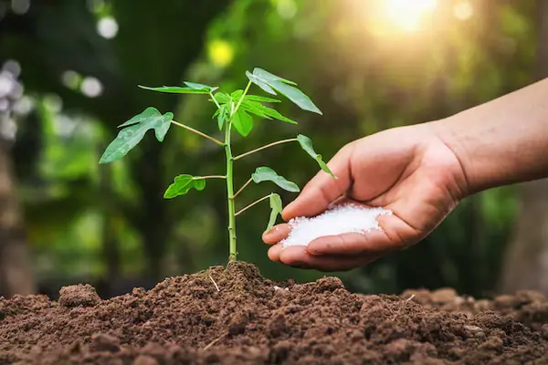 Reclaiming Extreme Land with Black Soldier Fly Larvae: The Texas A&M Innovation