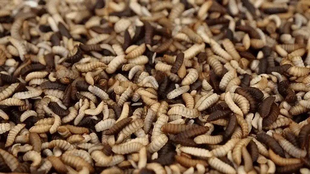 Black soldier fly larvae converting organic matter into valuable insect-based ingredients