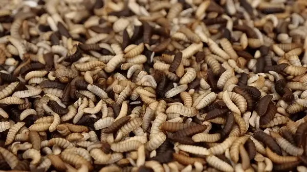 Unlocking Nature's Recycling Power: BSF, Pretreatment & Turning Tough Organic Waste into High-Value Resources