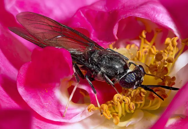 Adult black soldier fly perched on a flower