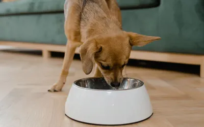 Insect Meal as Hypoallergenic Pet Food Protein