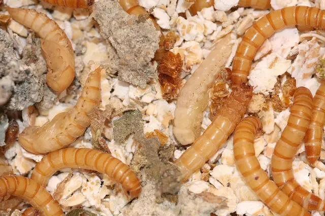 Mealworm larvae and pupae
