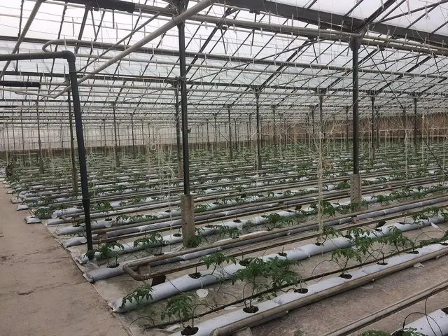 Interior of a greenhouse production facility