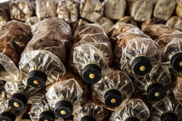 Mushroom cultivation bags in a growing house