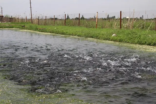Fish feeding at the surface of an earth pond on a fish farm