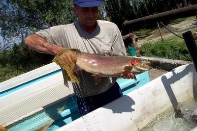 Rainbow trout at a fish farm