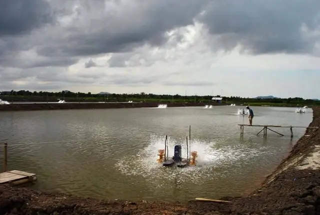 Shrimp pond with a paddlewheel aerator