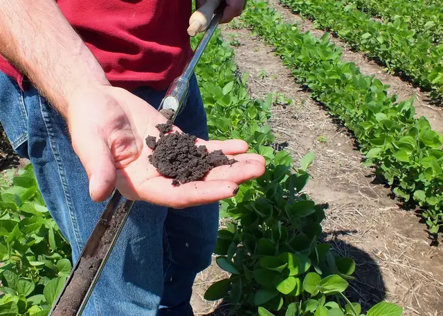 Soil sampling between rows of soybean plants
